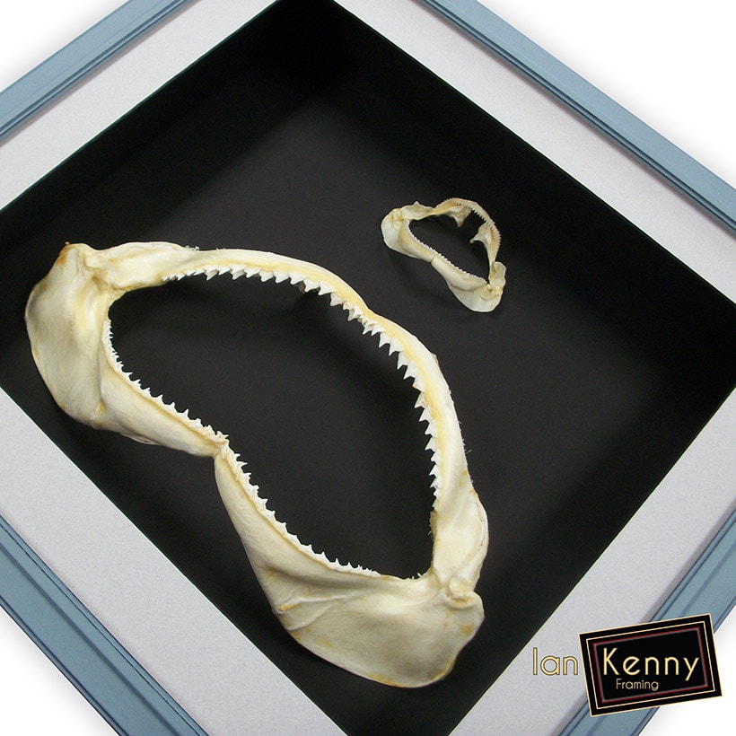A pair of shark jaws in a deep box frame